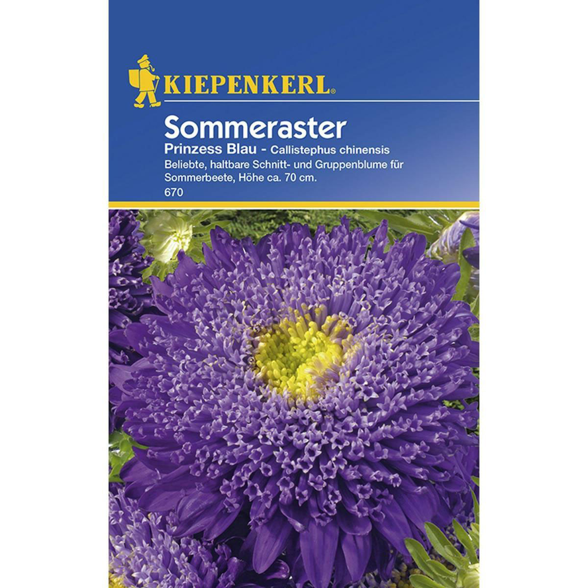 Kiepenkerl Prinzeß-Aster Callistephus blau