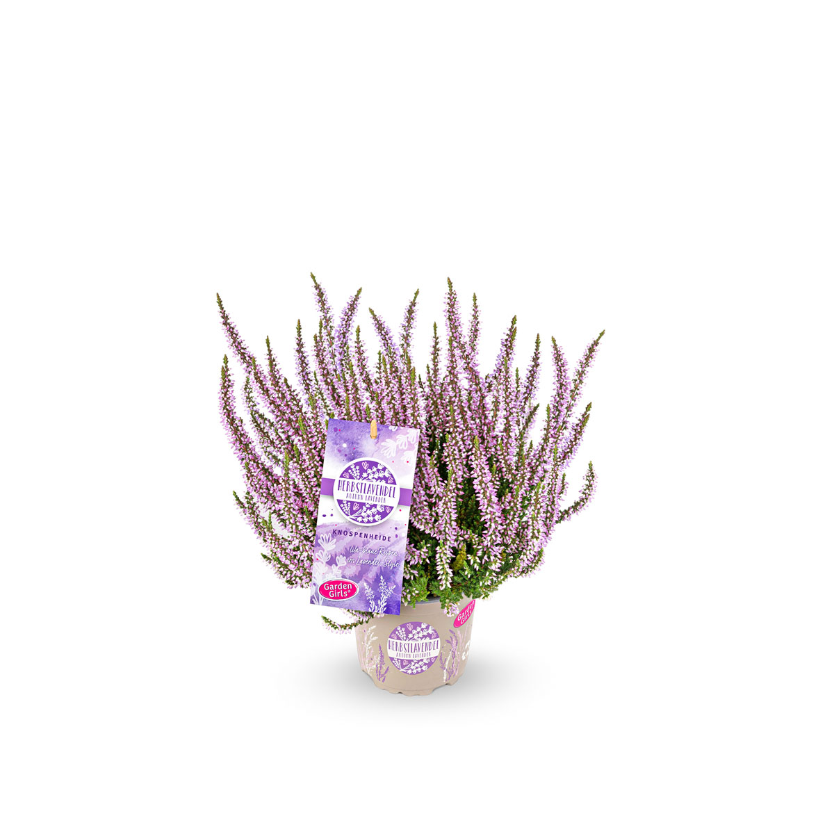 Knospenheide Garden Girls Herbstlavendel Topf- Durchmesser 11 cm