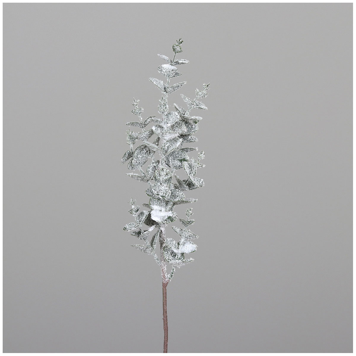 Eukalyptus beeist 50 cm