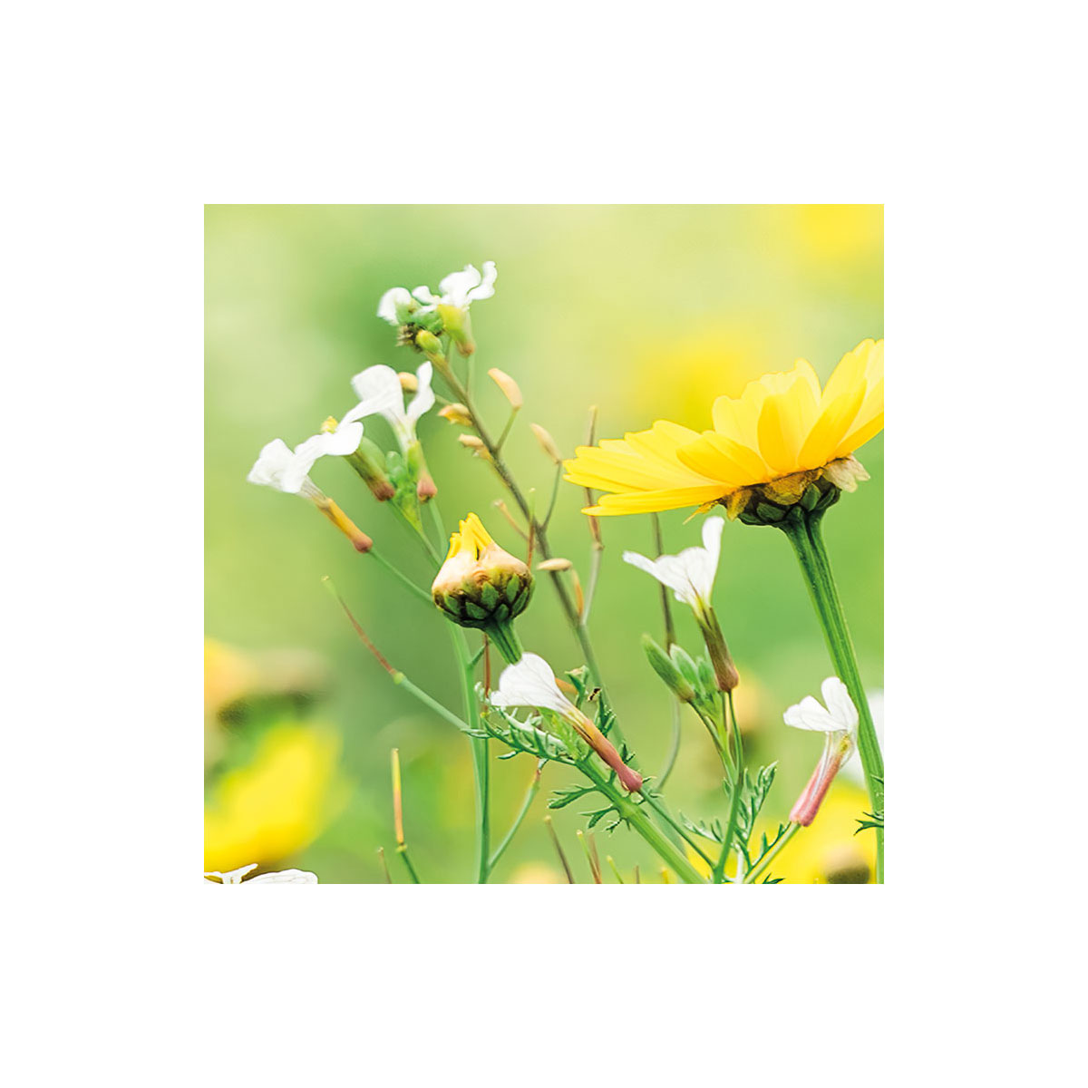 Komar  Vlies Fototapete Wiesenzauber II 450x280 cm Bild 4