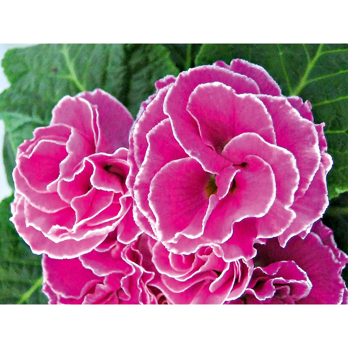 Plantiflor  Primel Topf Durchmesser 10,5 cm Bild 3