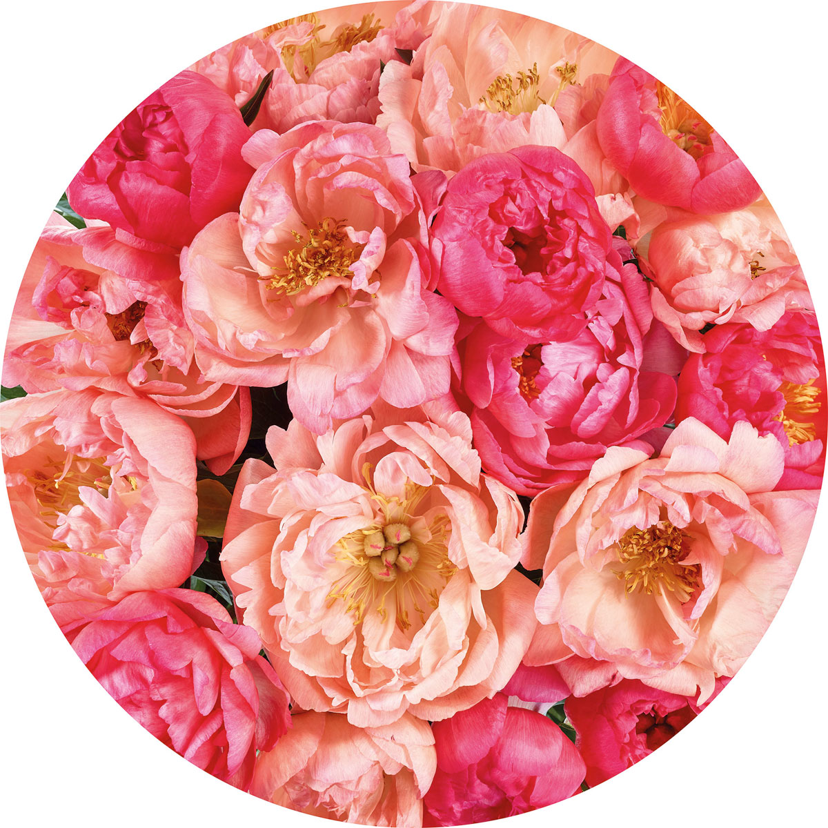 Komar  Selbstklebende Vlies Fototapete rund Roseraie Durchmesser 125 cm Bild 2