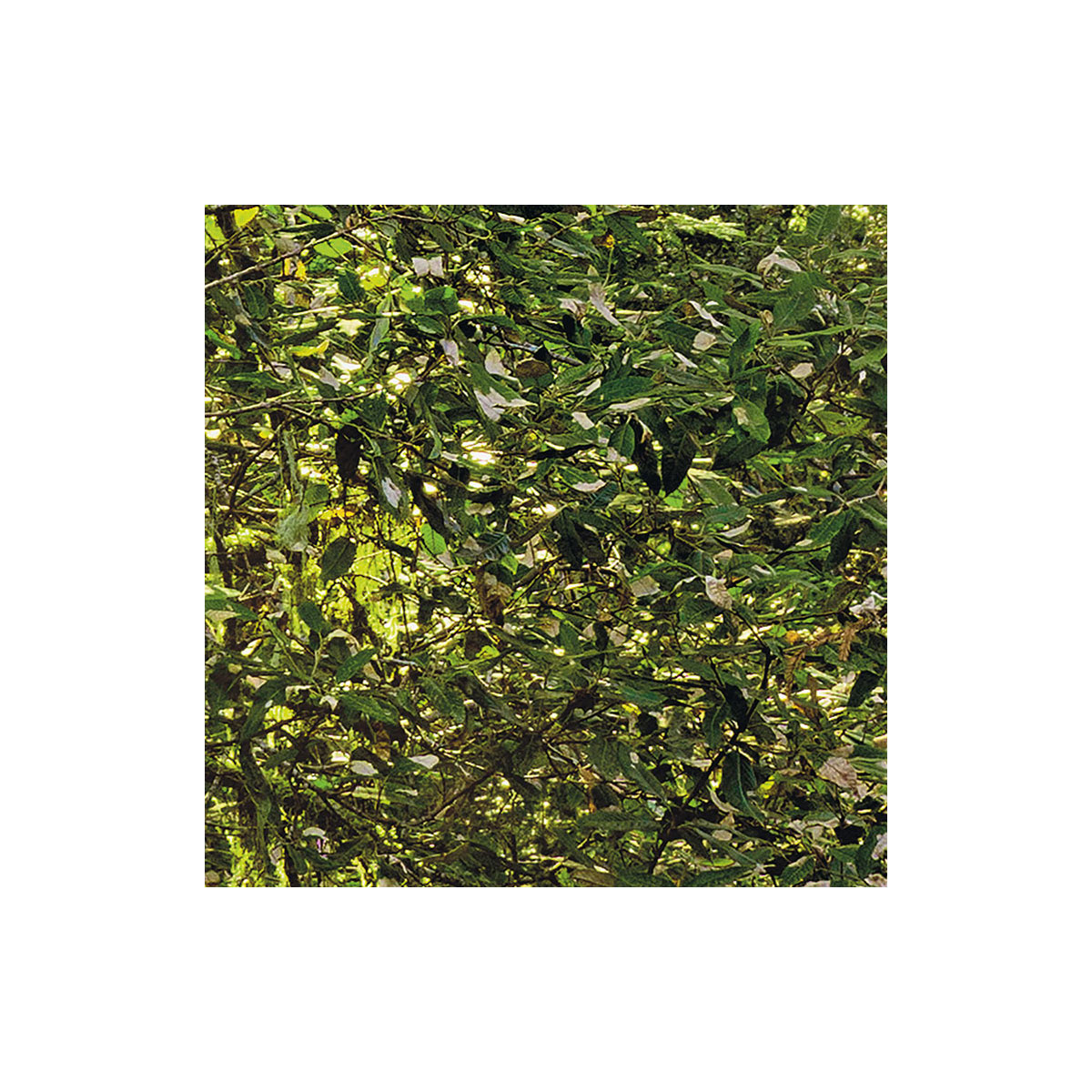 Komar  Vlies Fototapete Redwood 200x250 cm Bild 8