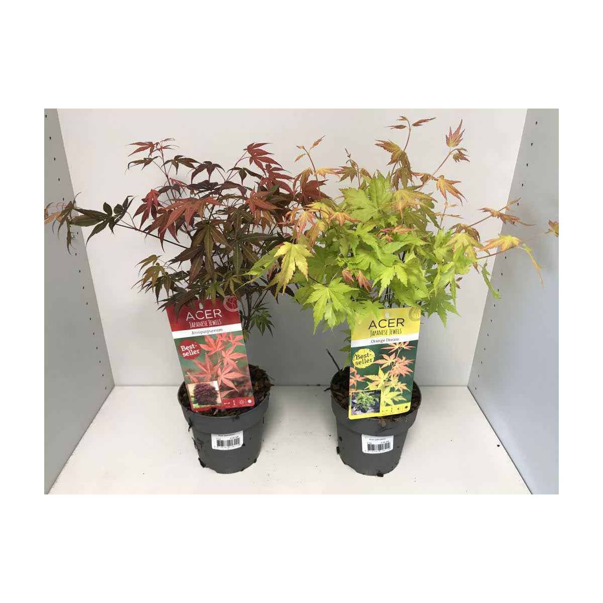 Plantiflor  Fächerahorn T15 2 Sorten