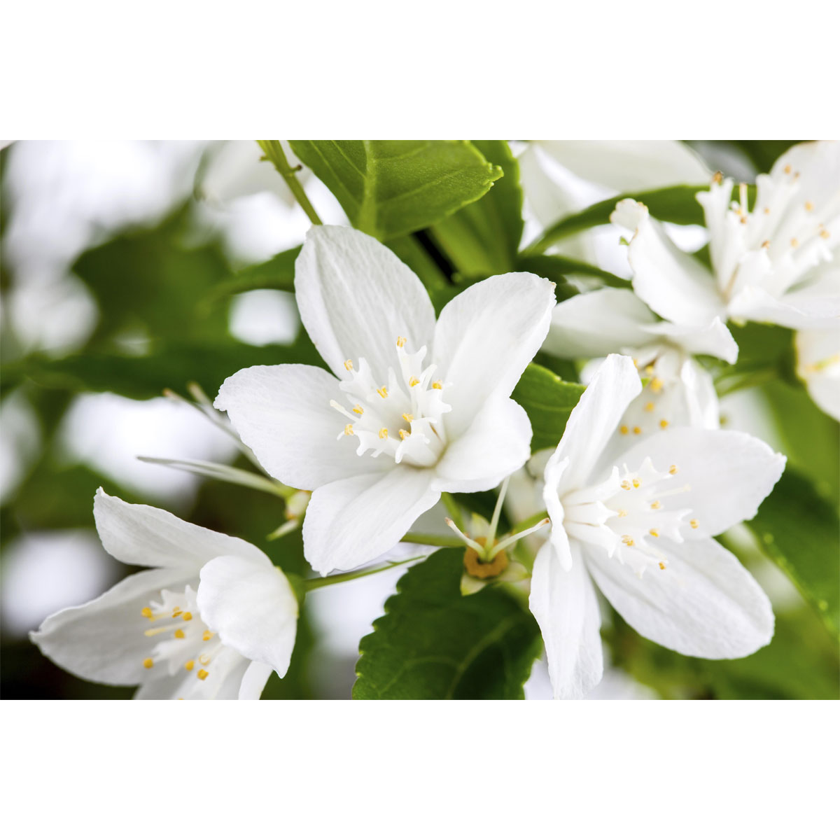 Plantiflor Maiblumenstrauch Topf Durchmesser 19 cm