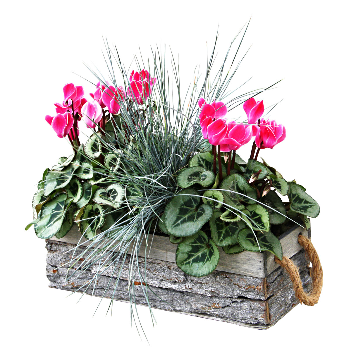 Plantiflor  Bepflanztes Holzgefäß mit Rindenoptik 30 x 12 cm