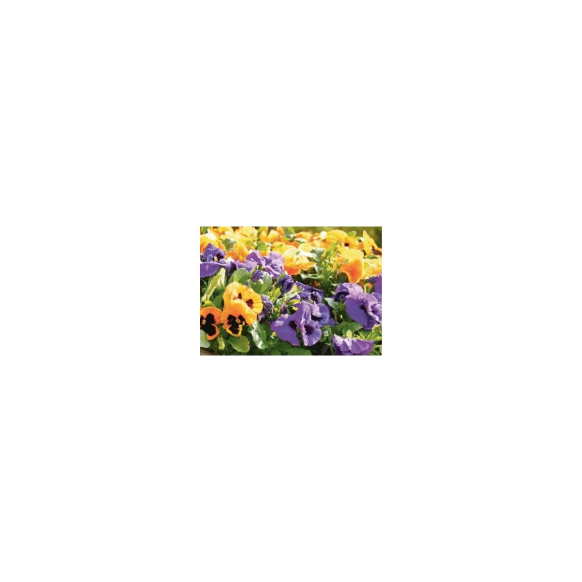 Plantiflor  Stiefmütterchen 10er-Pack Bild 2