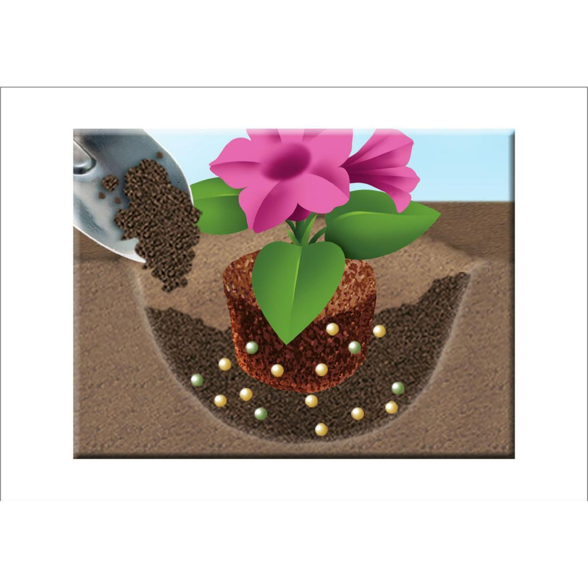 Compo 5in1 Pflanz-Dünger und mehr 1,5 kg Bild 4