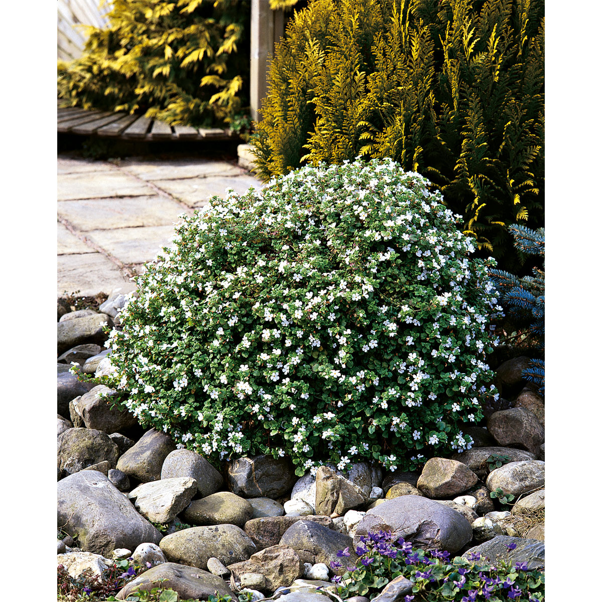 Plantiflor  Schneeflockenblume T13 Bild 3