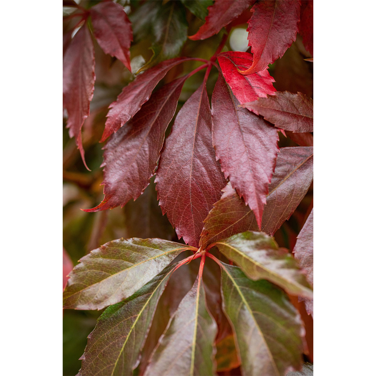 Plantiflor Wilder Wein Topf Durchmesser 17 cm