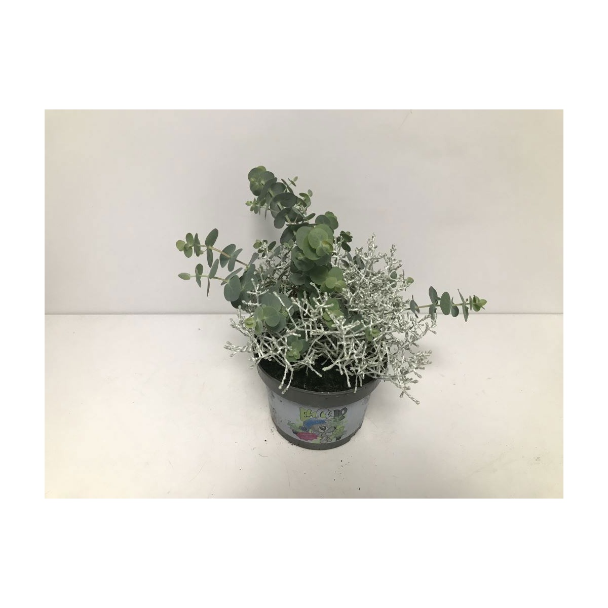 Plantiflor  Silberkörbchen und Eukalyptus T13