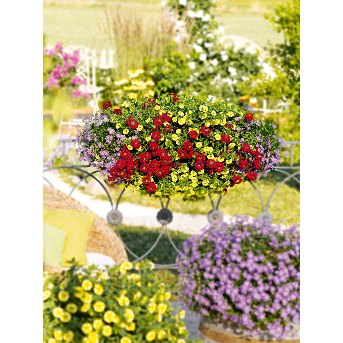 Plantiflor  Verbene Temari weiß und rosa/rot T10,5 Bild 9