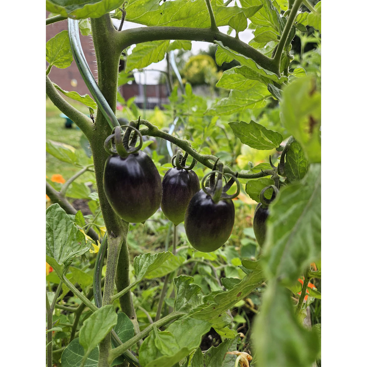 Schwarze Cocktailtomate "Black Moon" Topf Durchmesser T10,5 Bild 2