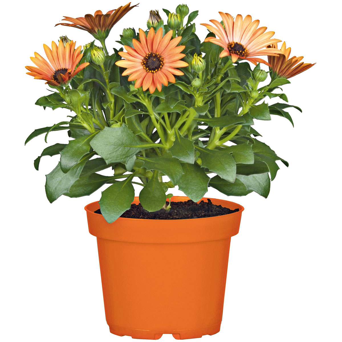 Kapkörbchen Topf Durchmesser 13 cm Bild 3