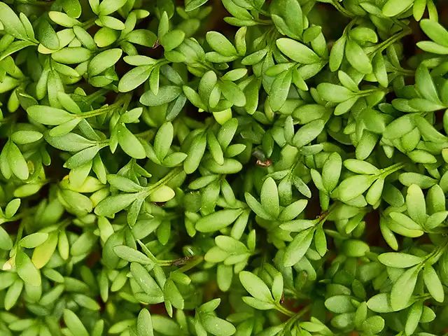 Nahaufnahme von Microgreens.
