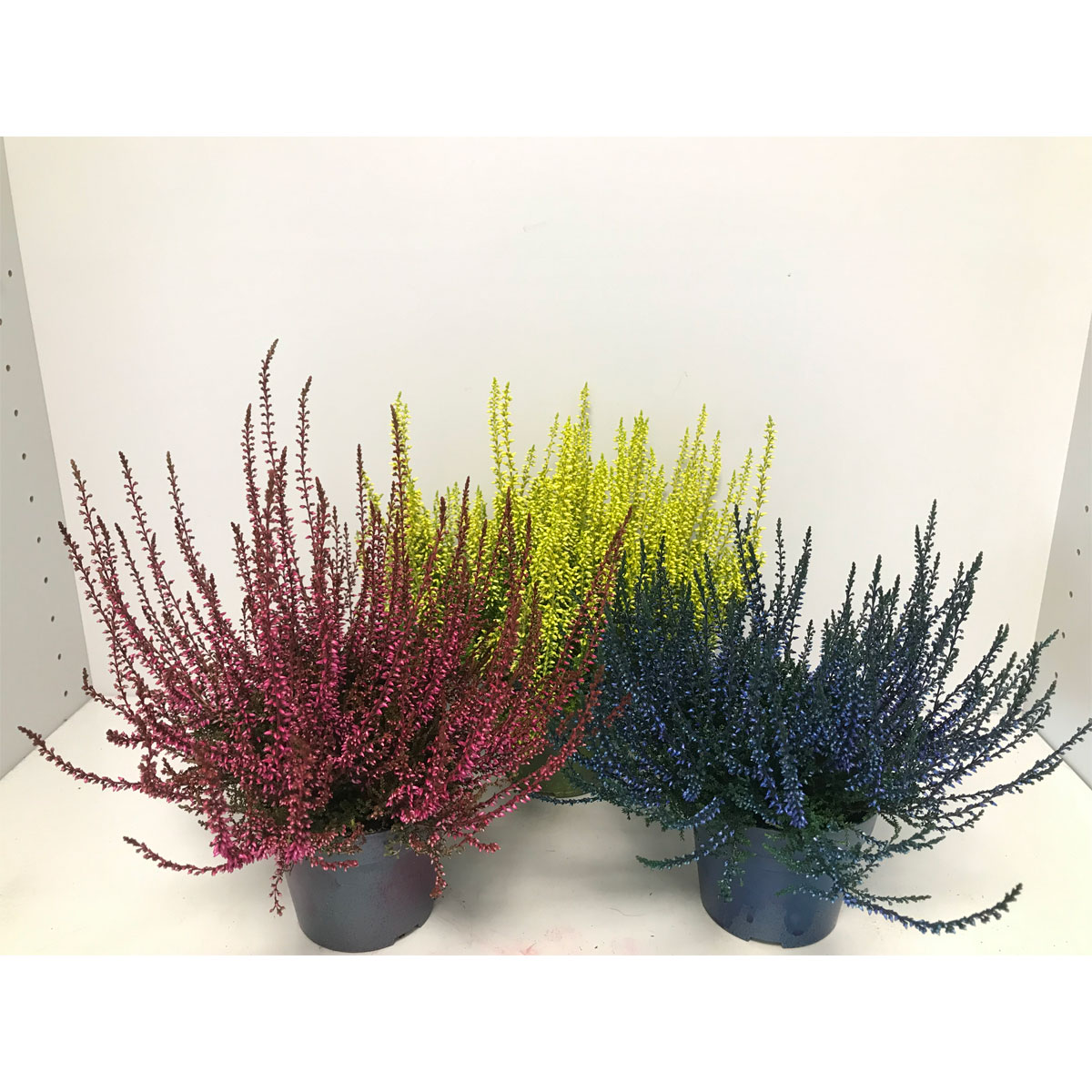 Plantiflor  Besenheide gefärbt verschiedene Farben T10,5/11