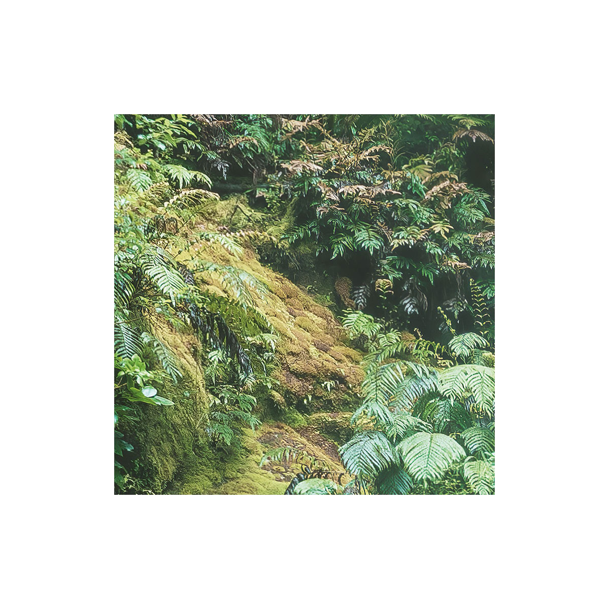 Komar  Vlies Fototapete Secret Veil 450x280 cm Bild 5