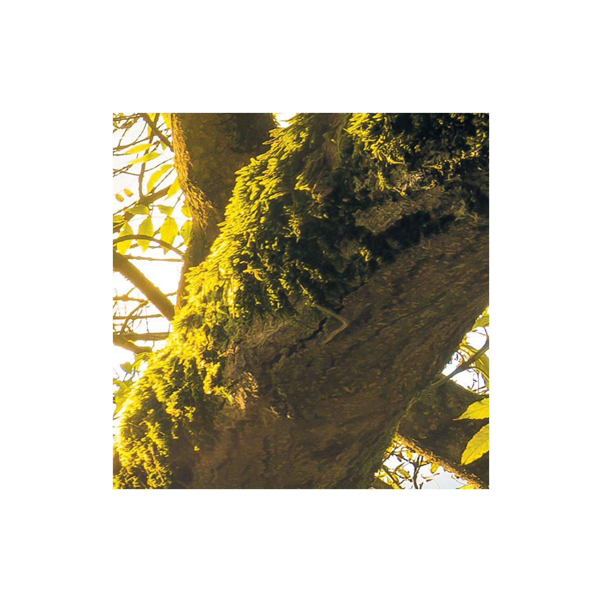 Komar  Vlies Fototapete Golden Embrace 400x250 cm Bild 8