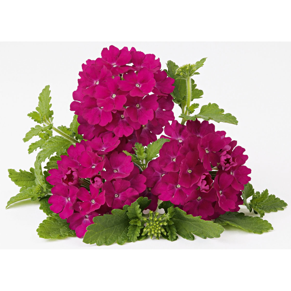 Plantiflor  Verbene Temari weiß und rosa/rot T10,5 Bild 3