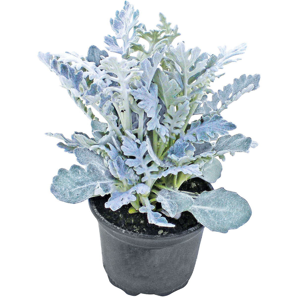Plantiflor  Silberblatt Topf Durchmesser 9 cm