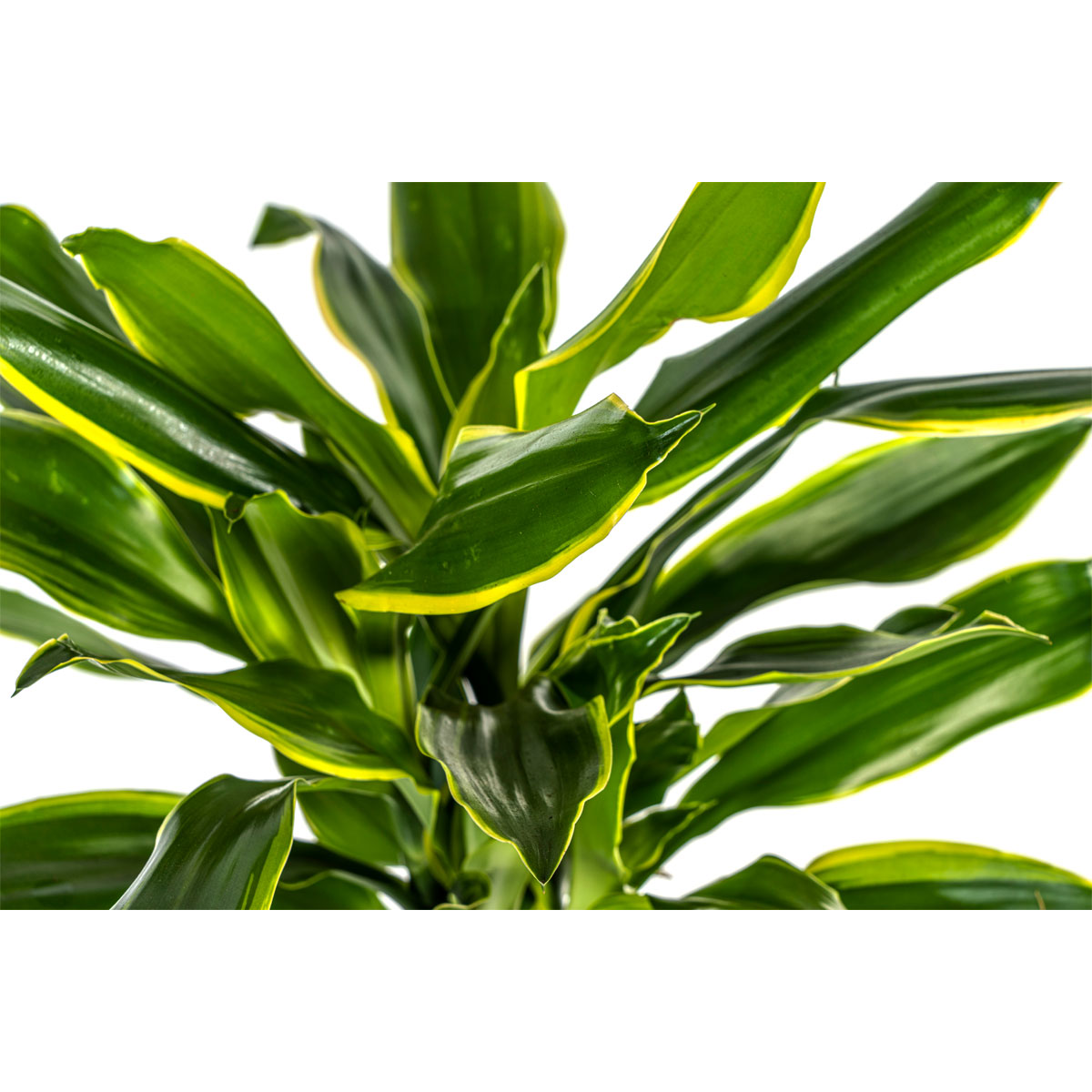 Duftender Drachenbaum „Golden Coast“, Topf Ø 21 cm Bild 3