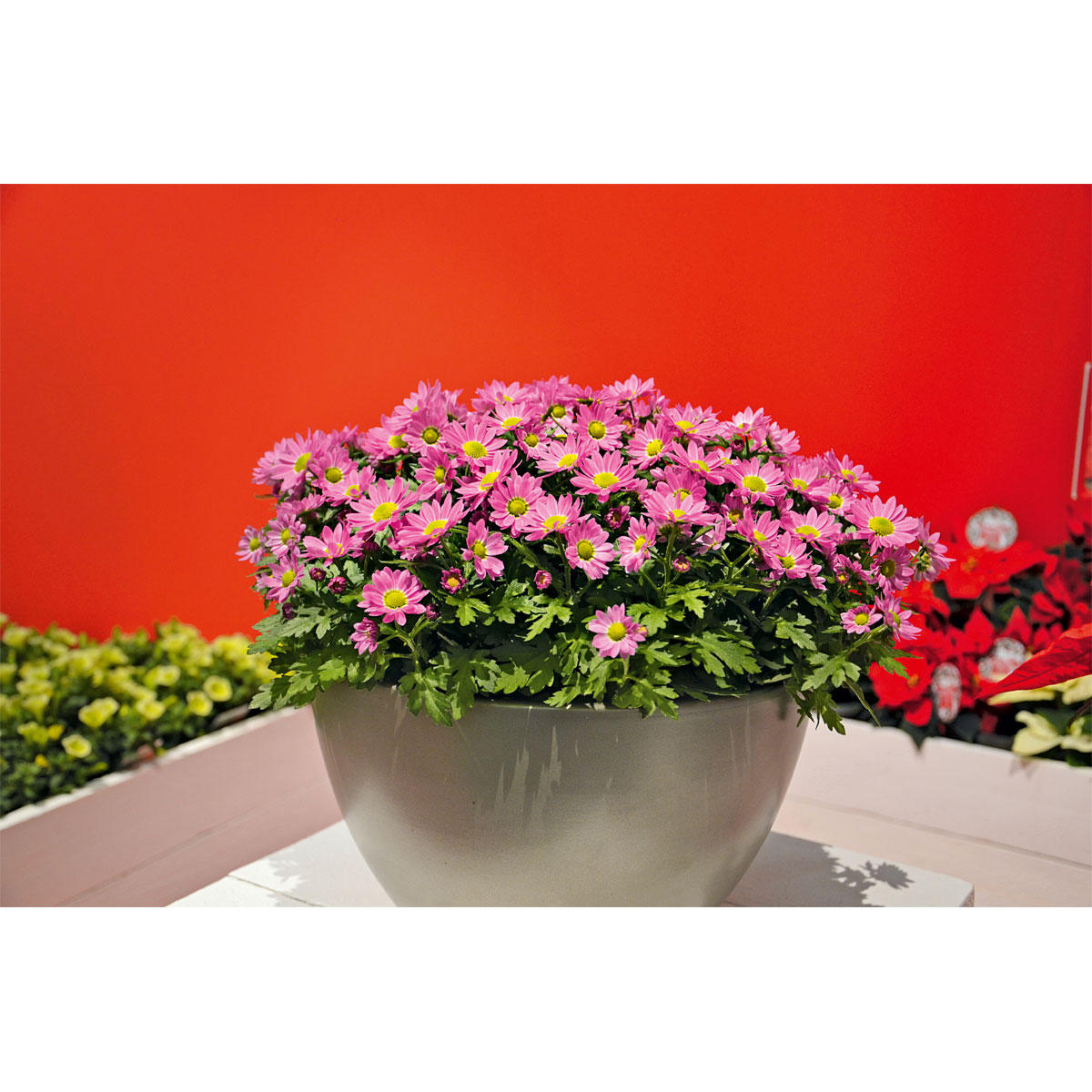 Plantiflor  Chrysantheme Swifty Topf- Durchmesser 10,5 cm Bild 6