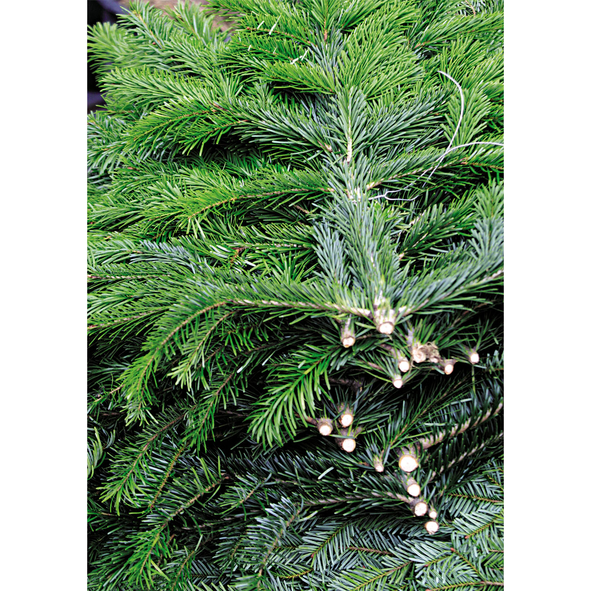 Plantiflor  Tannenzweige Nordmanntanne Handbund 500 g Bild 2