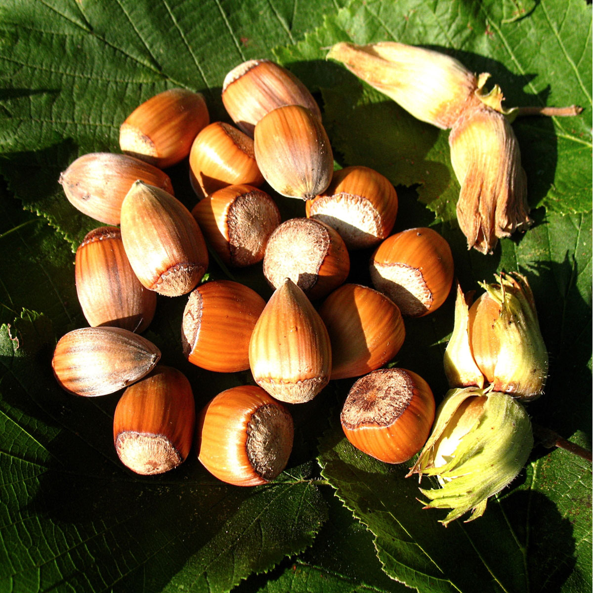 Haselnuss Nottingham Fruchtbare