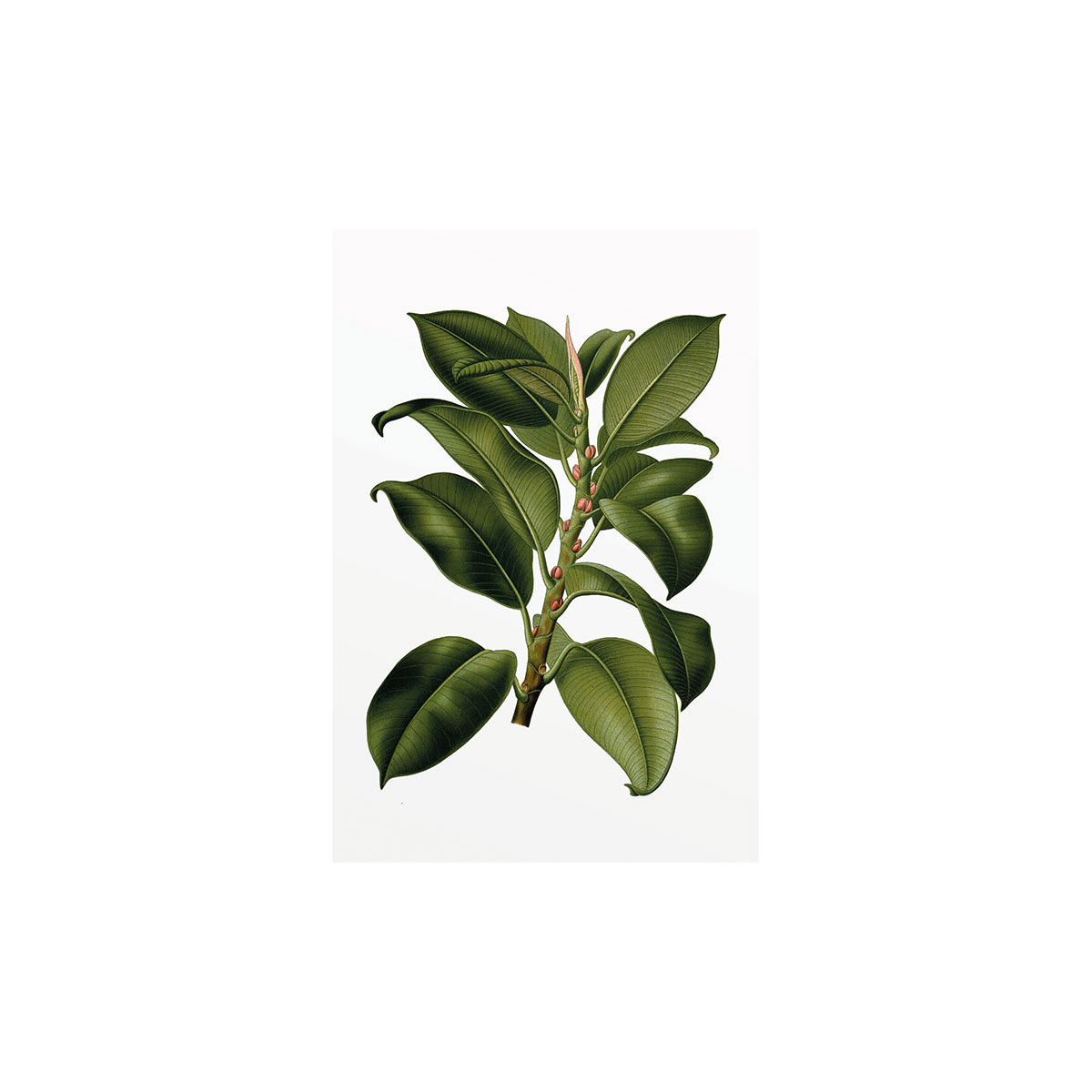 Komar  Wandbild Elastica Tree 40x50 cm Bild 2