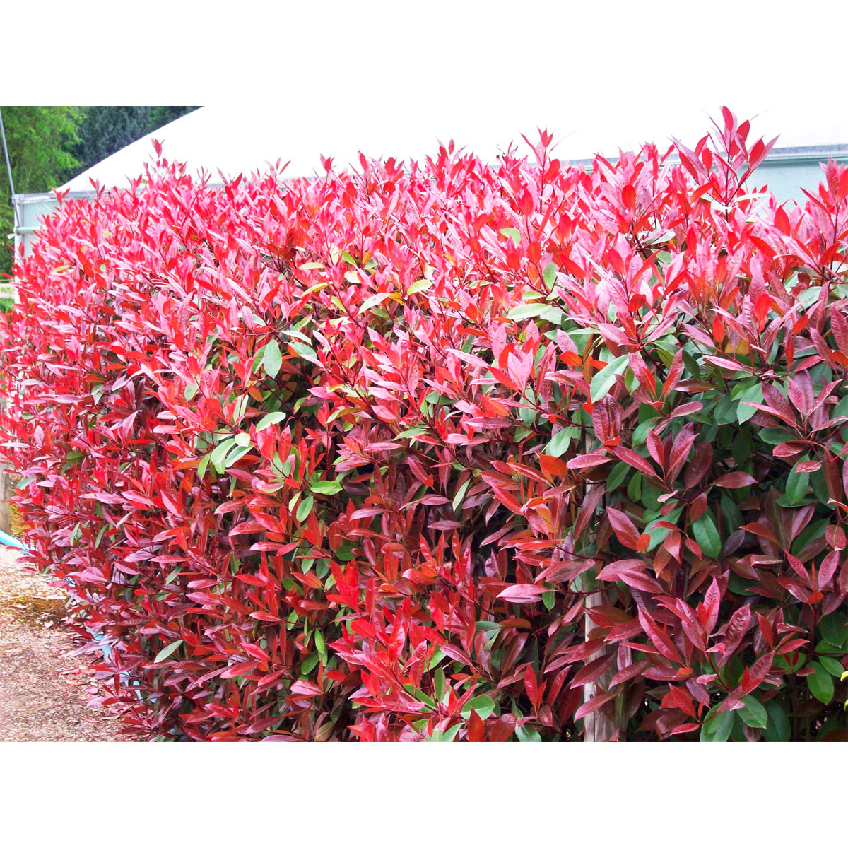 Plantiflor  Glanzmispel Red Robin im Topf Durchmesser 17 cm Bild 2