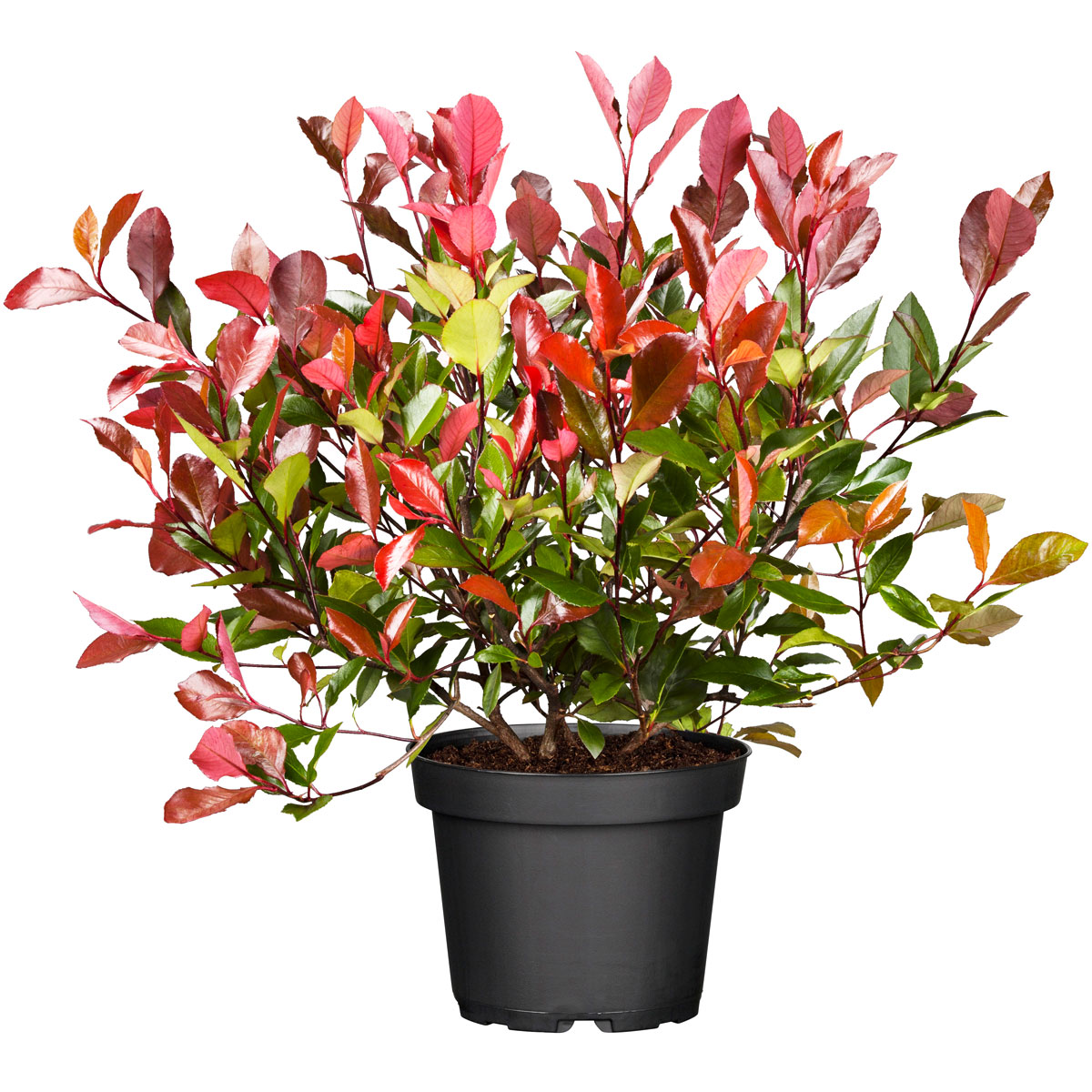 Plantiflor  Glanzmispel Red Robin im Topf Durchmesser 17 cm