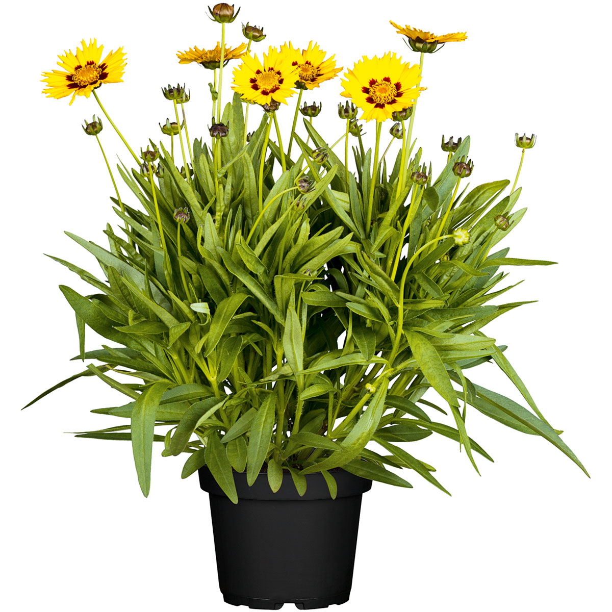 Plantiflor  Mädchenauge Topf Durchmesser 13 cm