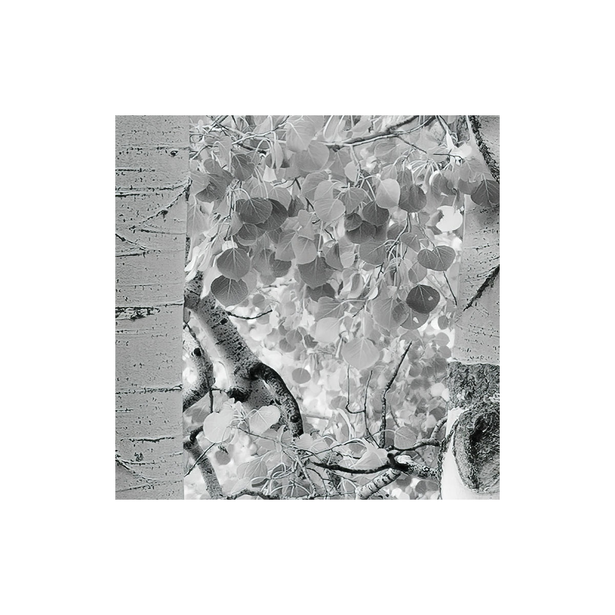 Komar  Vlies Fototapete Espenwald 450x280 cm Bild 8