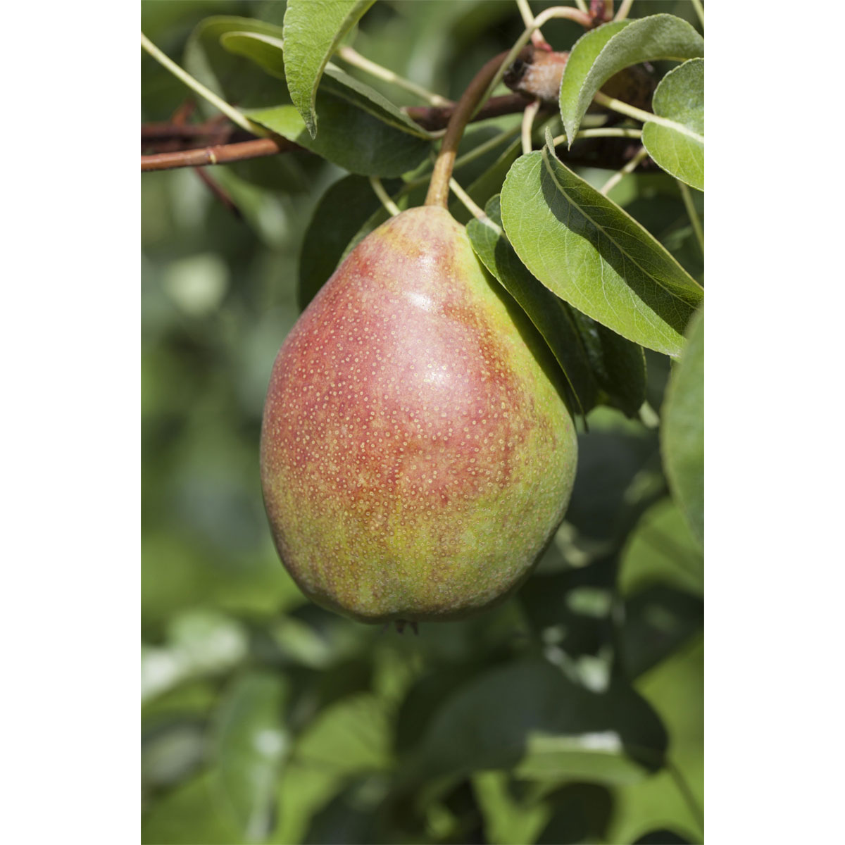 Plantiflor  BIO-Birne 'Clapps Liebling'