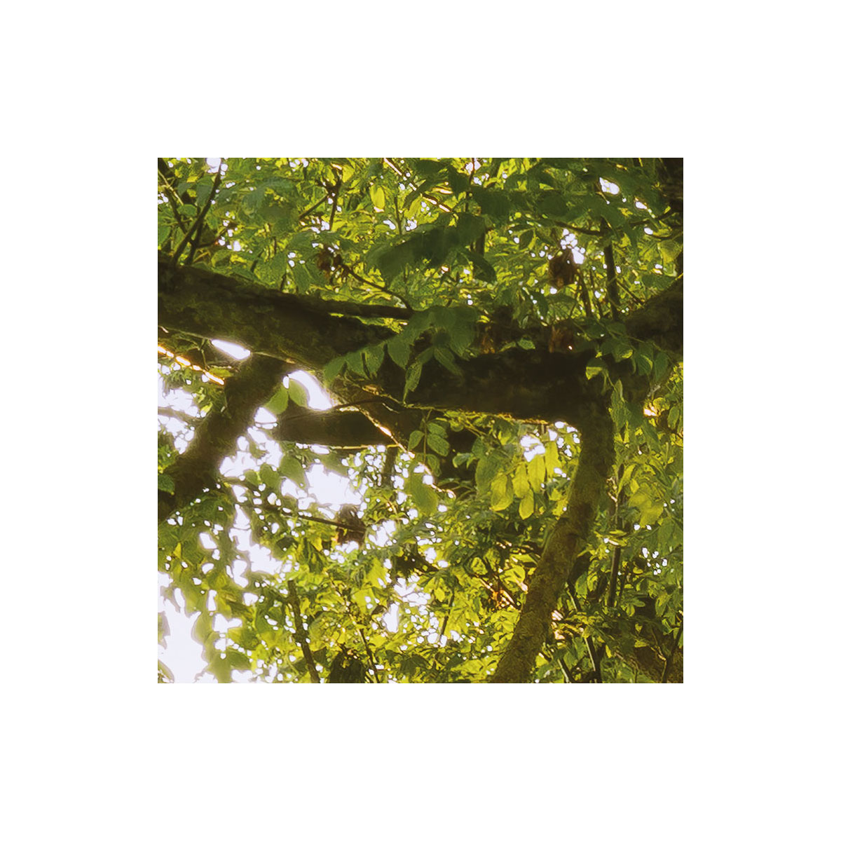 Komar  Vlies Fototapete The Magic Tree 450x280 cm Bild 5