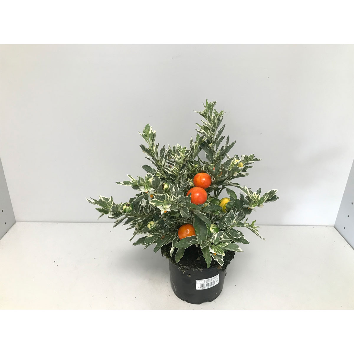 Plantiflor  Korallenstrauch T12