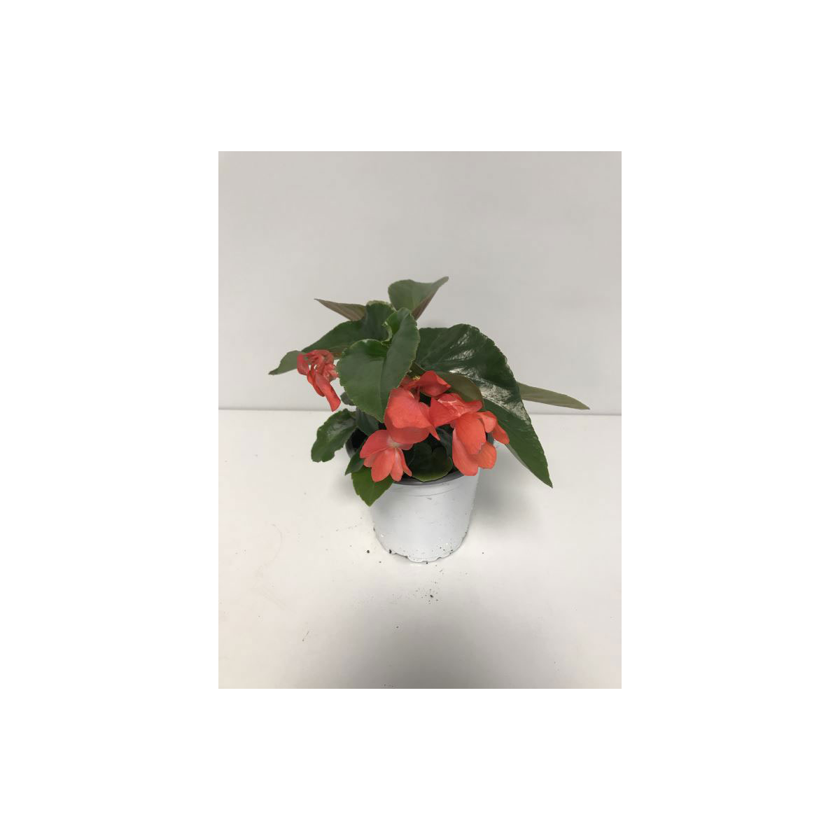 Plantiflor  Begonie Dragon Wing 12 cm Topf