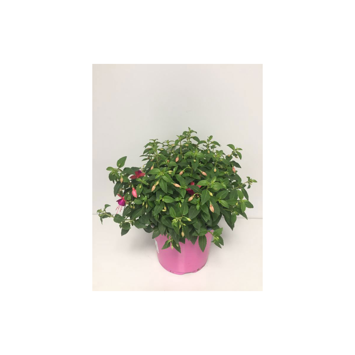 Plantiflor  Fuchsie Bella T19
