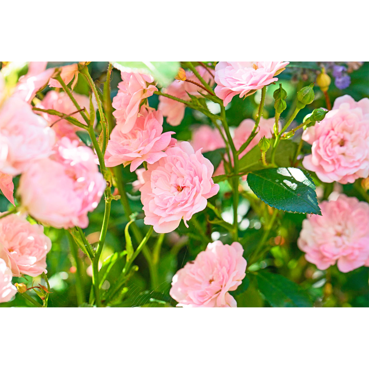 Plantiflor  Bodendeckerrosen Topf Durchmesser 13 cm Bild 3