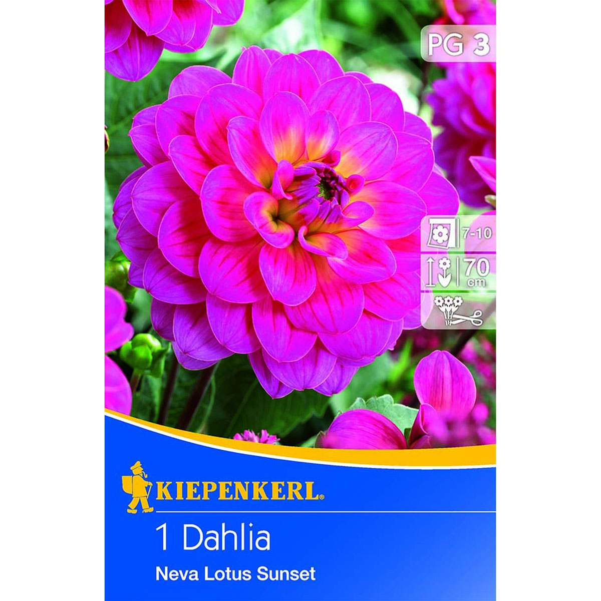 Kiepenkerl Seerosen-Dahlie Neva Lotos Sunset 1 Stk.