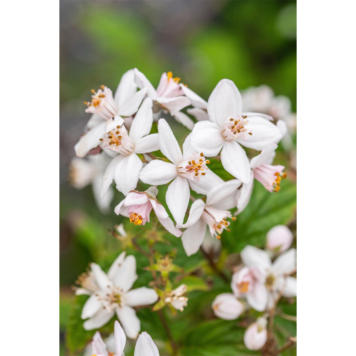 Plantiflor Rosendeutzie Mont Rose Topf Durchmesser 19 cm