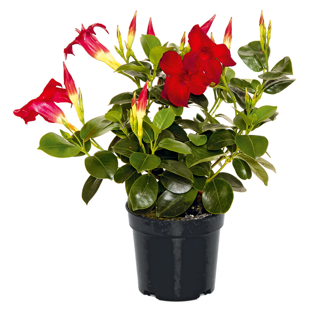 Plantiflor  Dipladenie Busch T10,5 verschiedene Farben