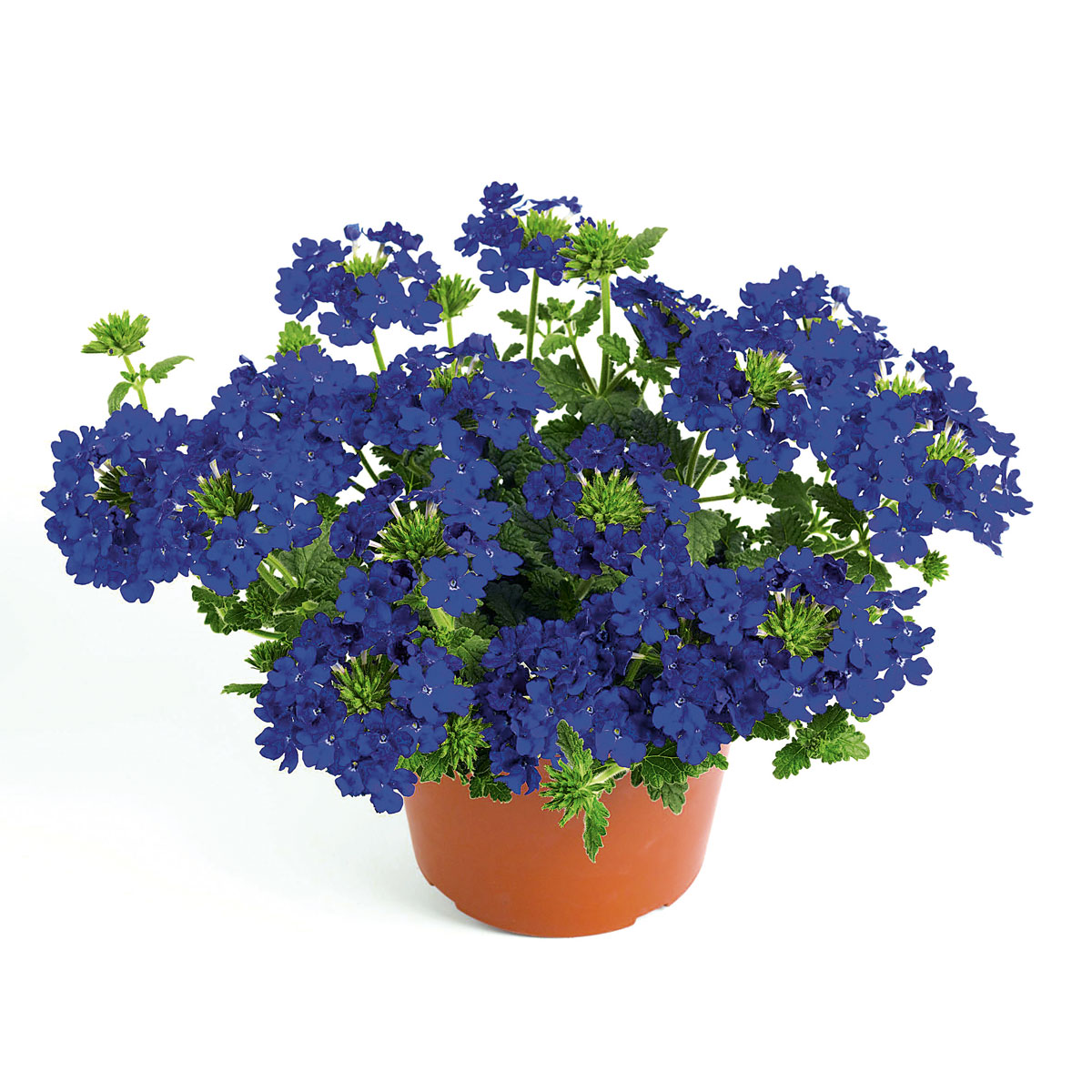 Plantiflor  Verbene Temari weiß und rosa/rot T10,5 Bild 1