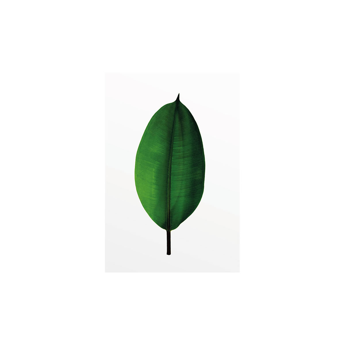 Komar  Wandbild Ficus Leaf 30x40 cm Bild 2