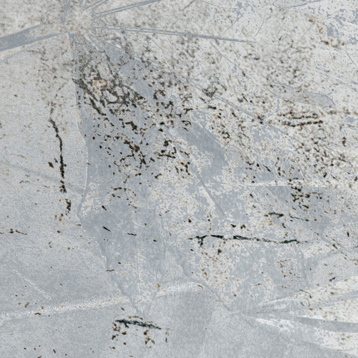 Komar  Vlies Fototapete Flower Fossil 200x280 cm Bild 4