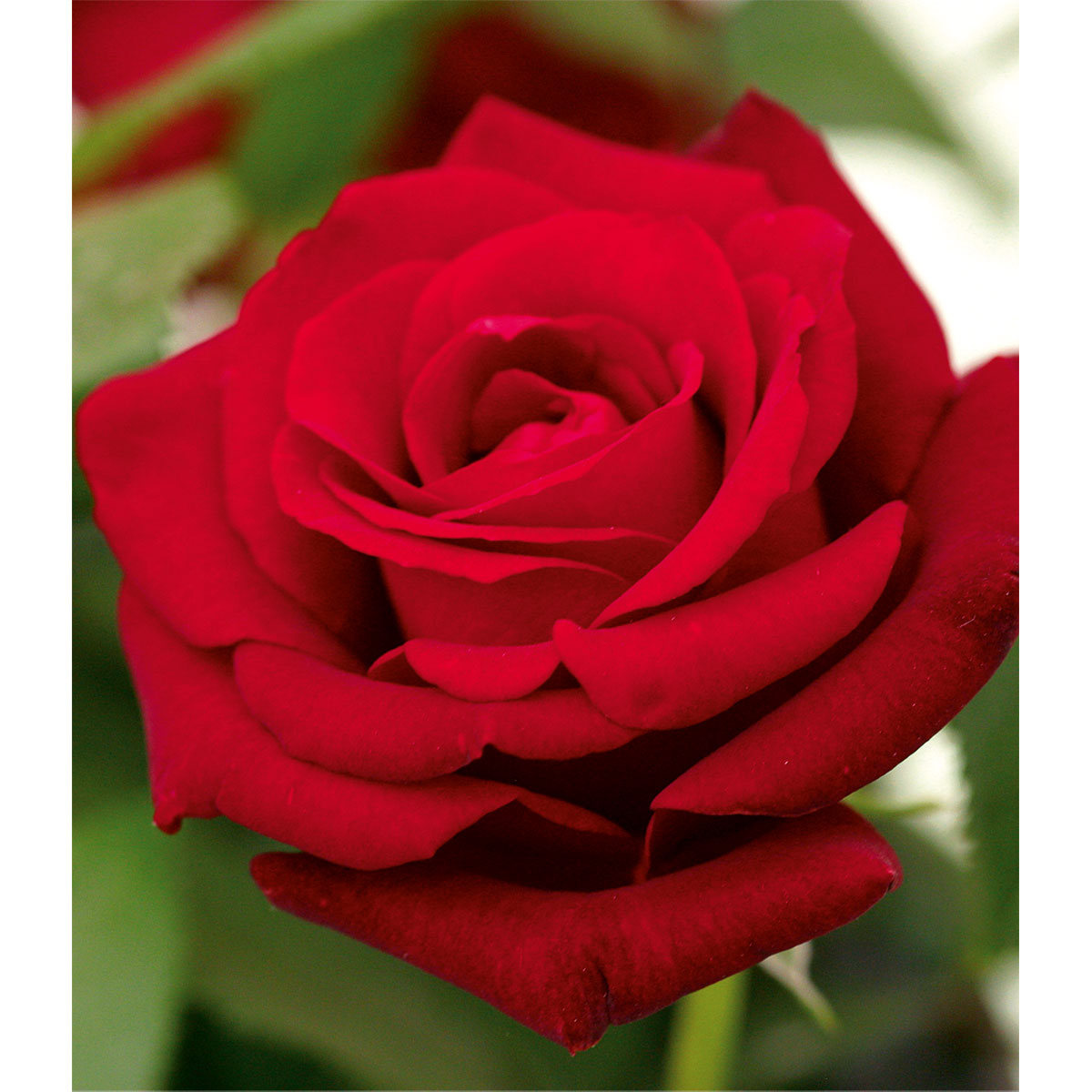 Plantiflor  Edelrose rot Topf- Durchmesser 19 cm Bild 4