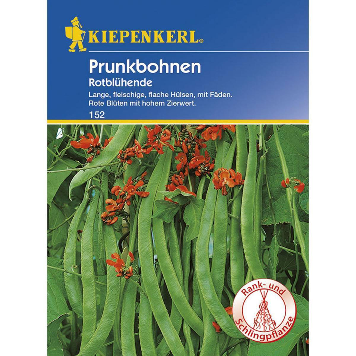 Kiepenkerl Prunkbohnen Rotblühende Bild 1