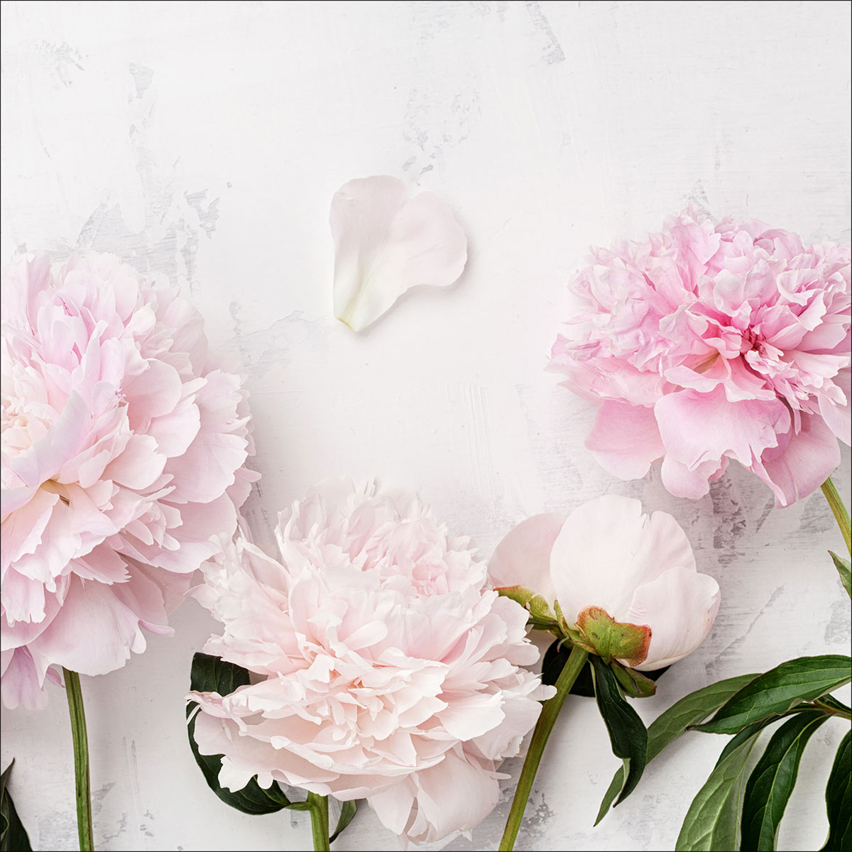 Canvas-Art Peonies II 30 x 30 cm