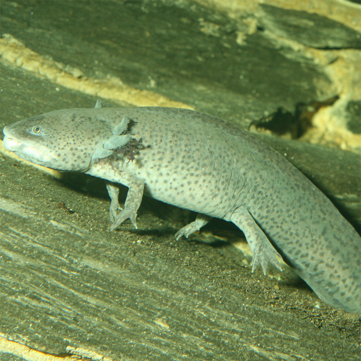 JBL  PRONOVO LOTL GRANO M 250ml Bild 5