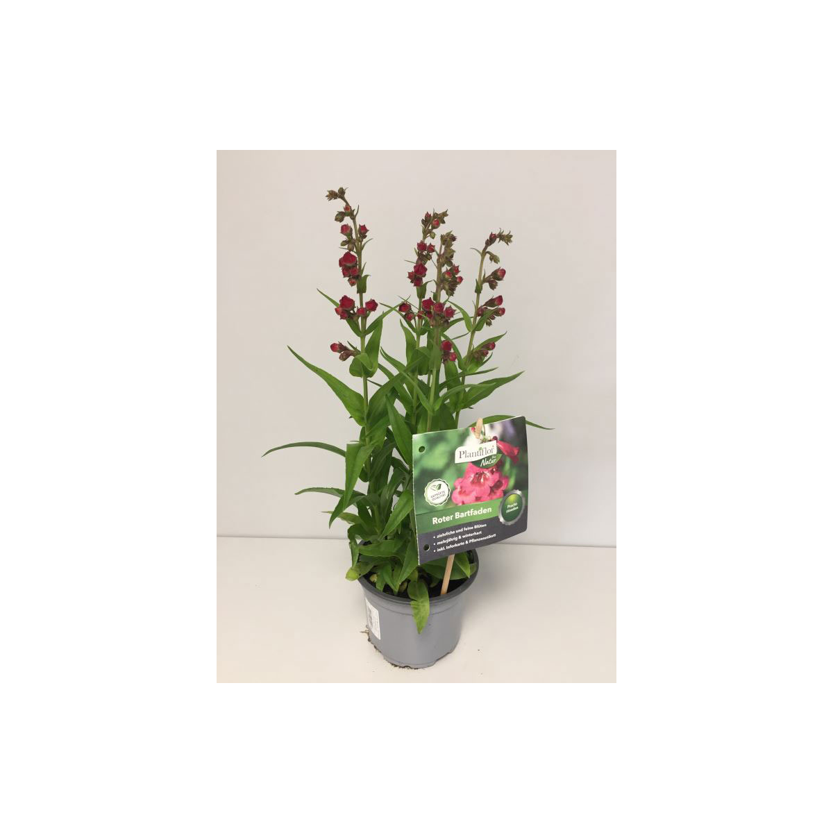 Plantiflor Roter Bartfaden P13
